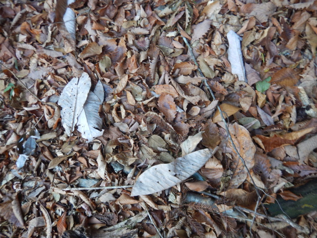 林道そいの落ち葉（１２月撮影）