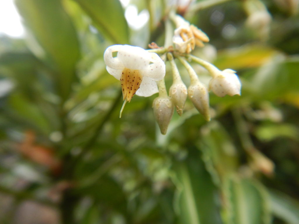 マンリョウの花とツボミ(7月中旬)