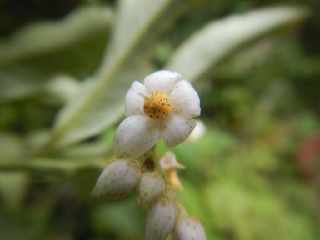 マンリョウの花とつぼみ