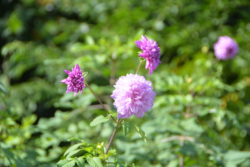 八重咲の皇帝ダリア