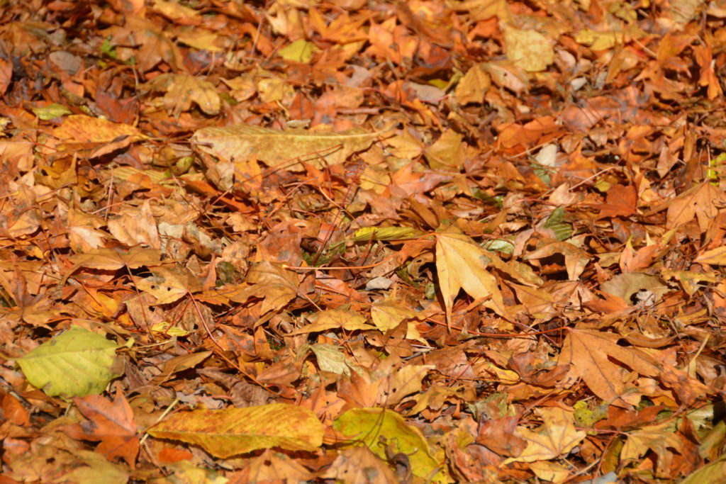 林道そいの落ち葉（１１月撮影）