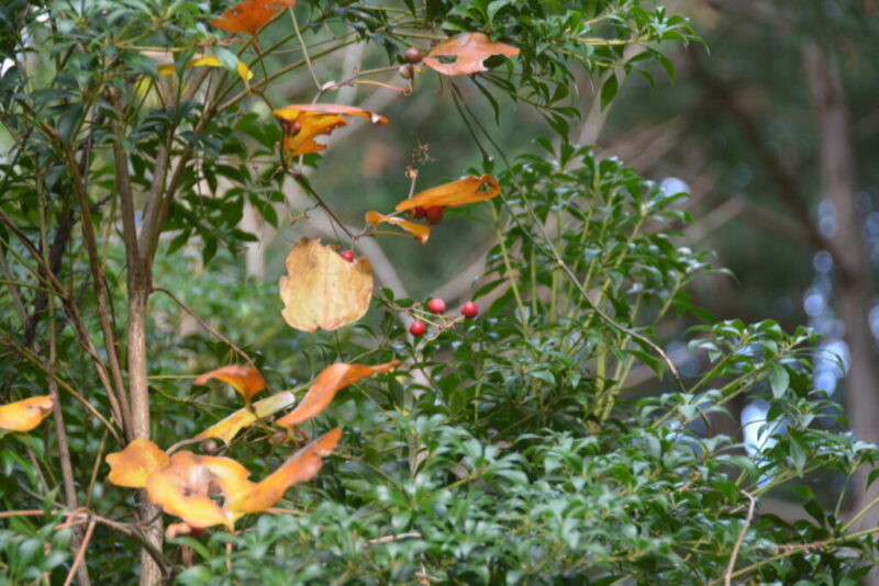 春のサルトリイバラ 猿捕茨 と 秋の赤い実