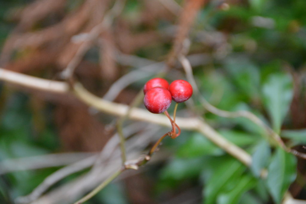 サルトリイバラ 猿捕茨 の赤い実