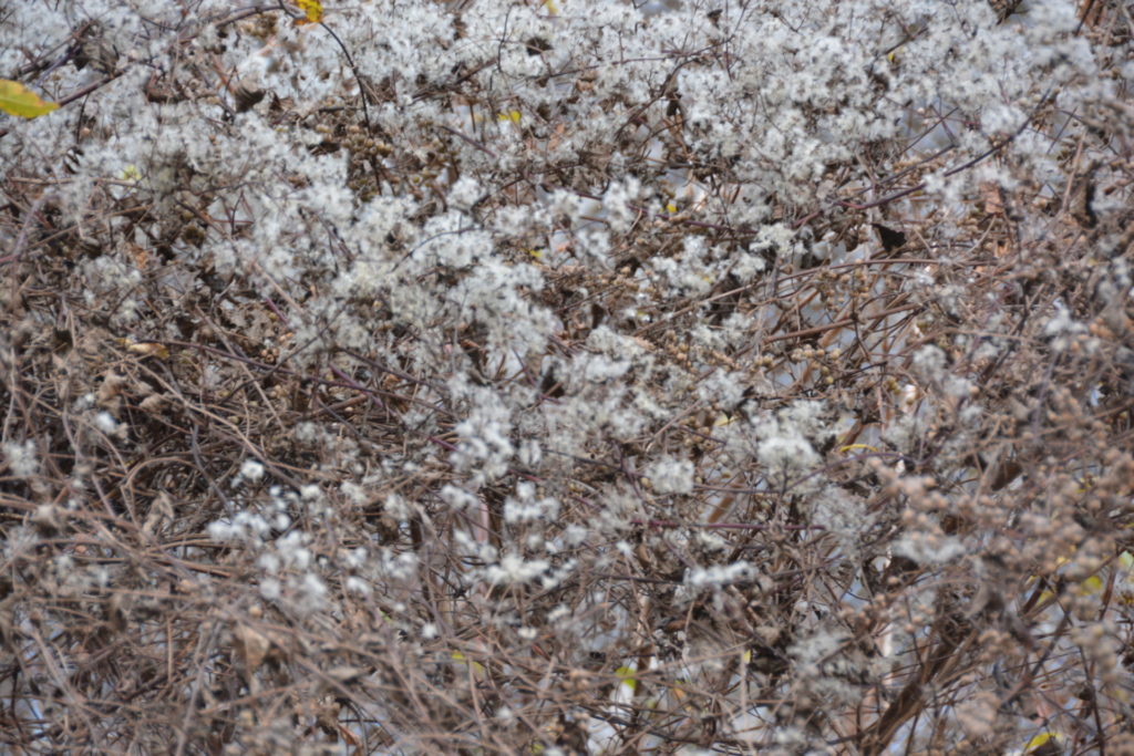 まるで雪が積もったよう