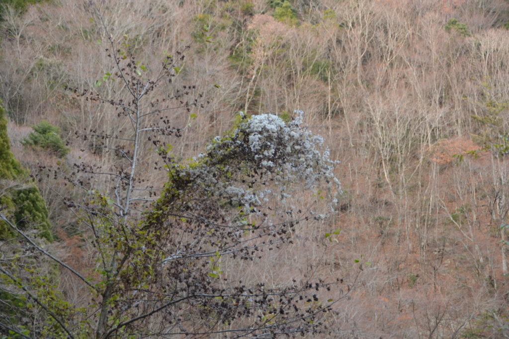 白いボタンズルの綿毛 山に出かけてecoライフ