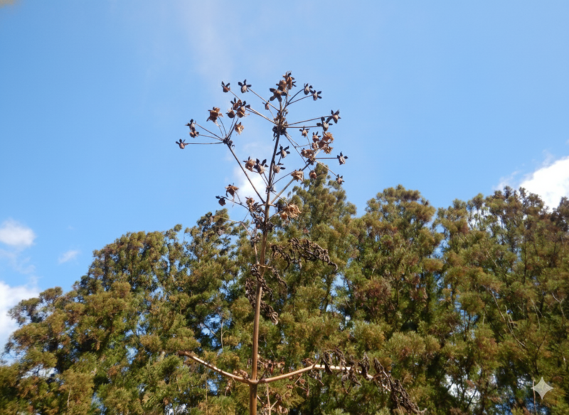 1月のコウテイダリア