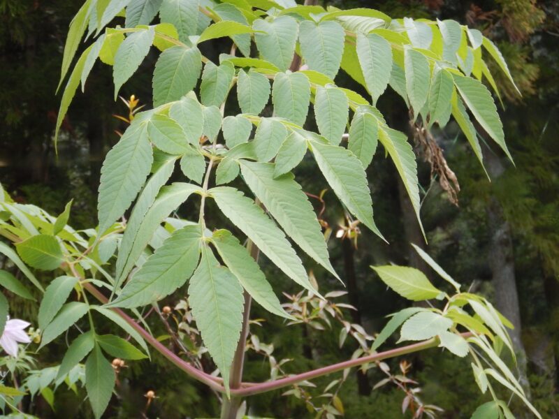 コウテイダリアの葉