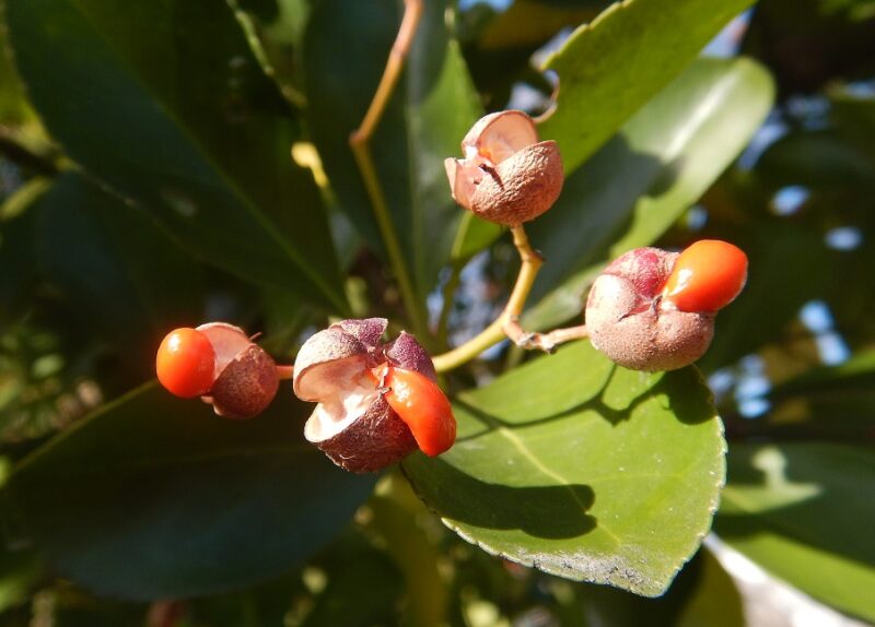 マサキ 柾 正木 は 初夏に薄緑の花が咲き 秋に赤い実をつけます