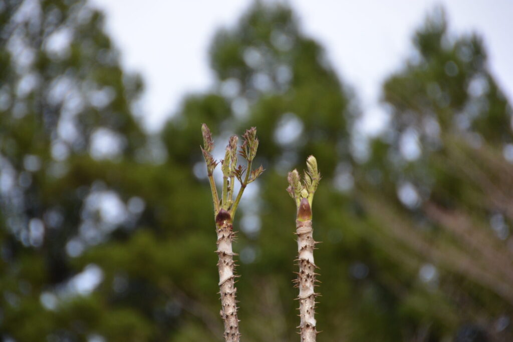 タラノキ 楤木 の春から冬の営み 山に出かけてecoライフ