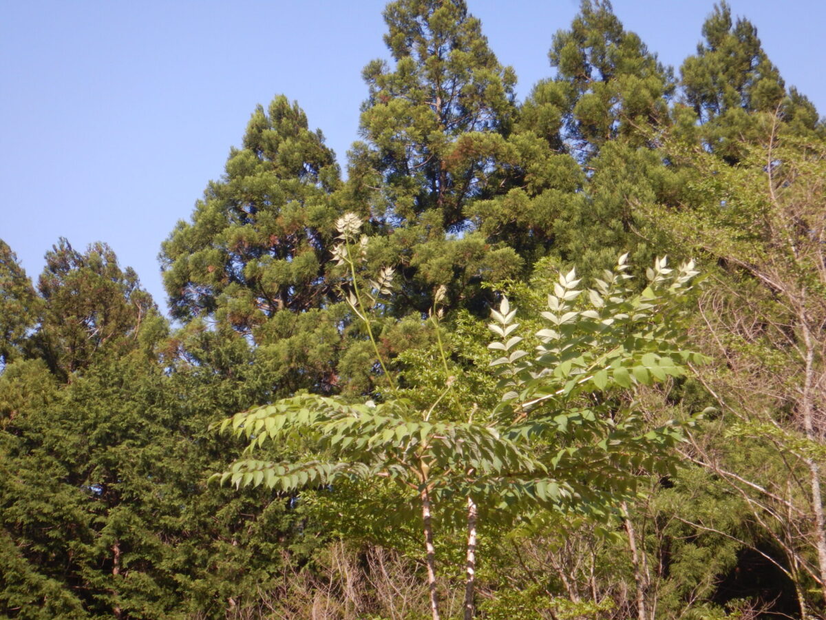 タラノキ(楤木)の春から冬の営み - 山に出かけてecoライフ