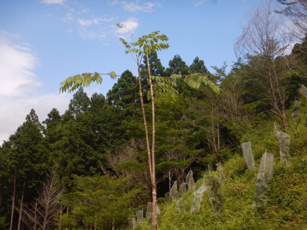 タラの木 花言葉 4964 タラの木 花言葉 Desain Ok