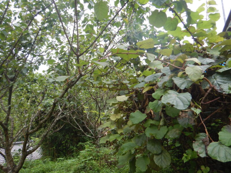 葉が茂ったキウイ(9月)