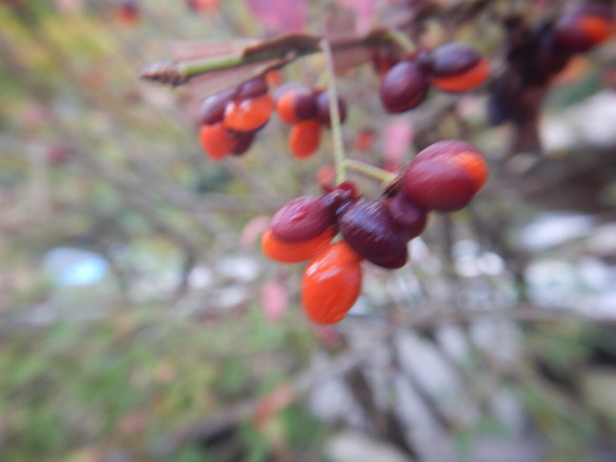 初夏に薄緑の花が咲き、秋に赤い実をつけるマサキ（柾、正木）
