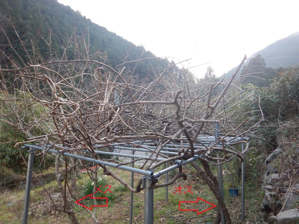 キウイ