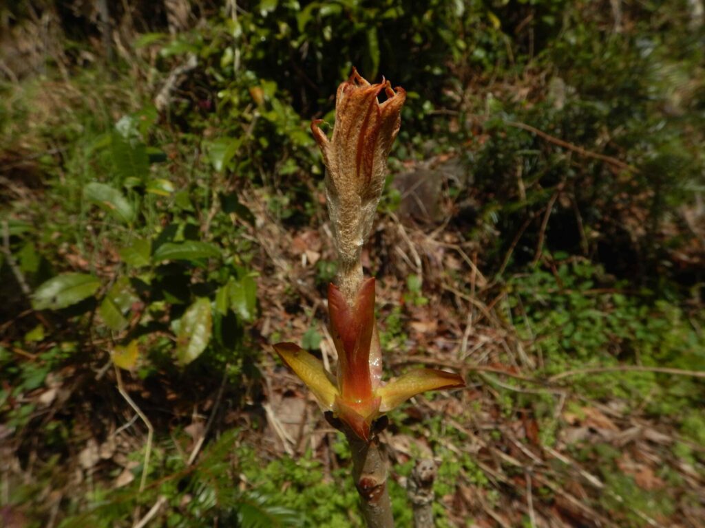 トチノキの芽吹き