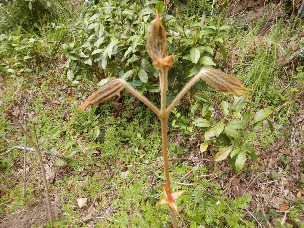 大きく伸びた頂芽