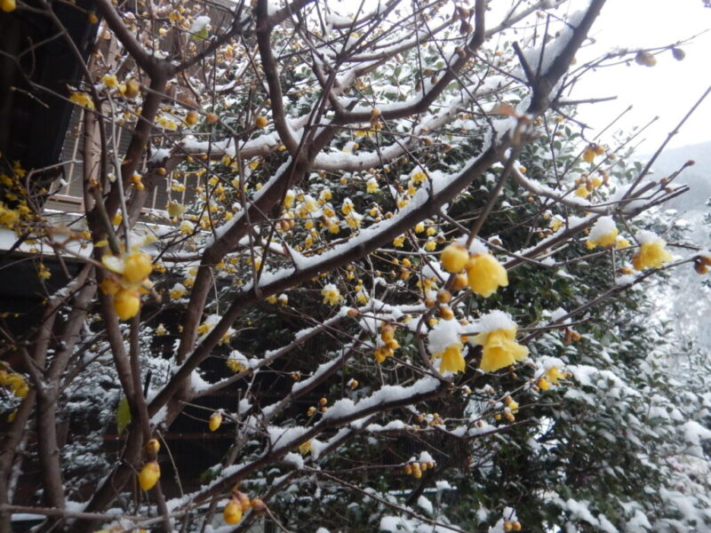 ロウバイに積もる雪