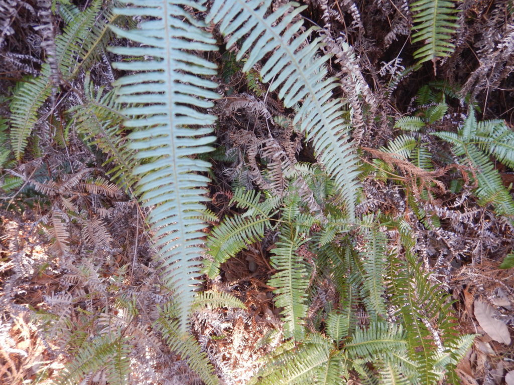 コシダの裏面