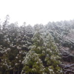 杉林に降る雪