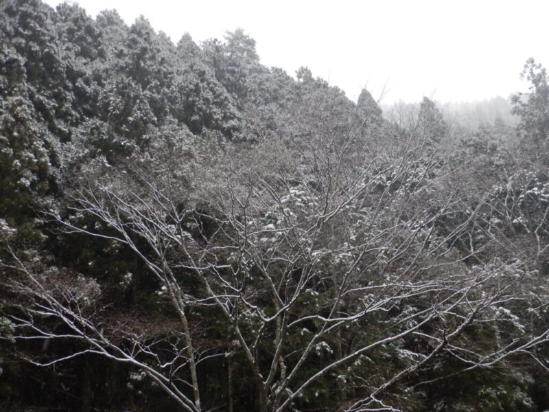 樹に降った雪