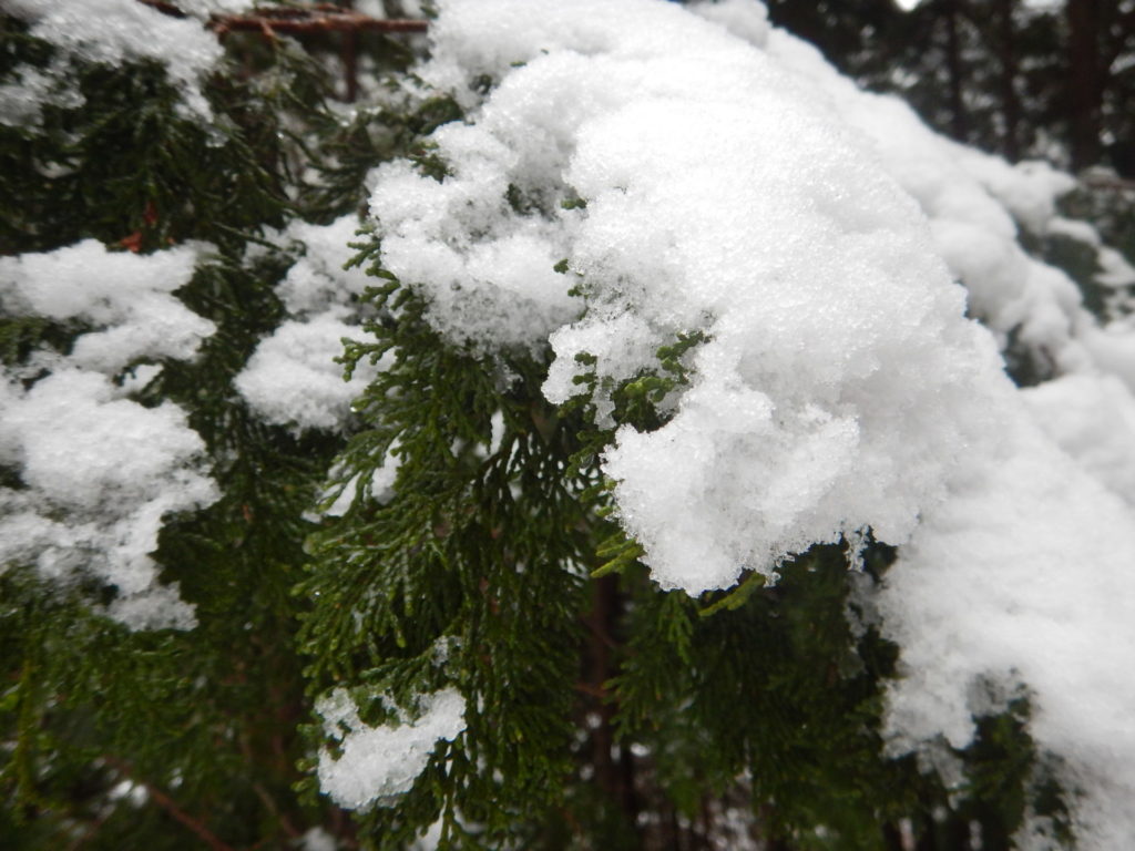 檜の枝の雪
