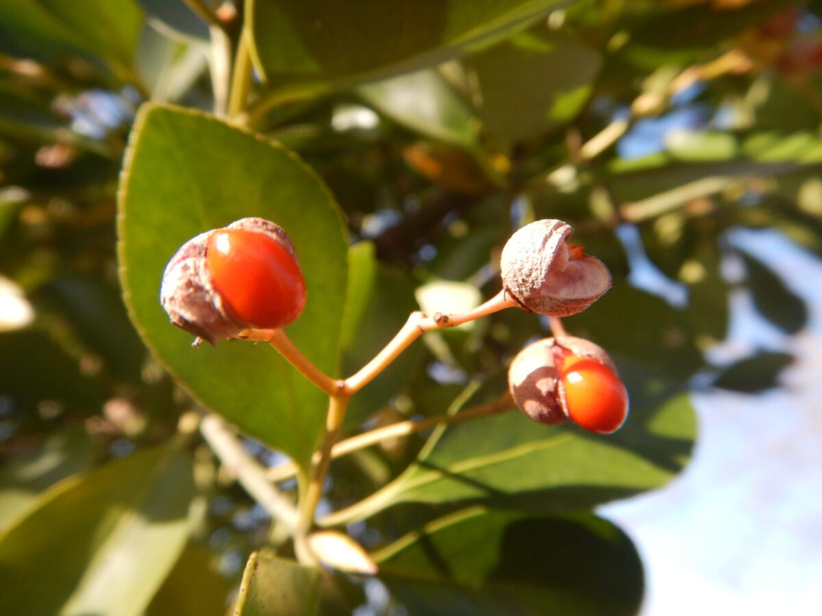 初夏に薄緑の花が咲き、秋に赤い実をつけるマサキ（柾、正木）