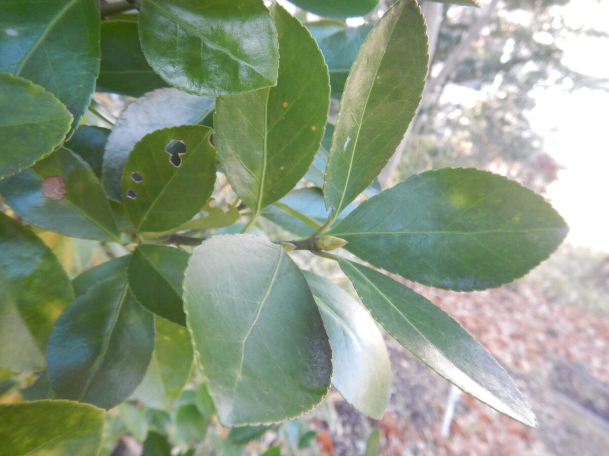 初夏に薄緑の花が咲き、秋に赤い実をつけるマサキ（柾、正木）