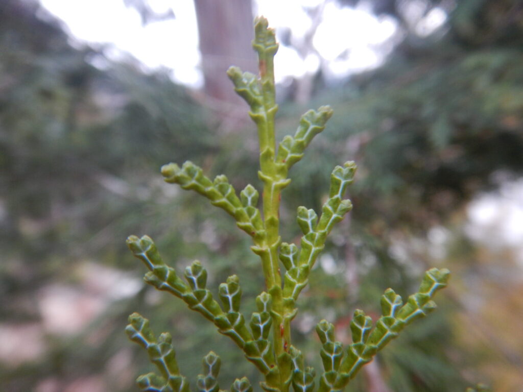 ヒノキ（檜）とアスナロ（翌檜）、サワラ（椹） 山に出かけてecoライフ