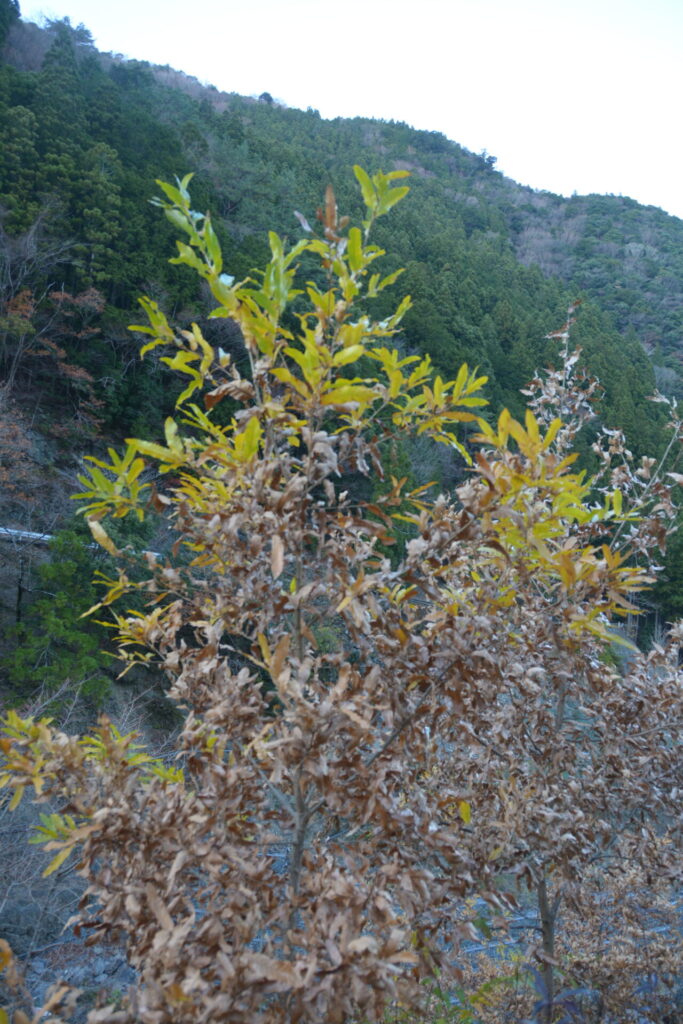 クヌギの樹に残る枯れ葉 山に出かけてecoライフ