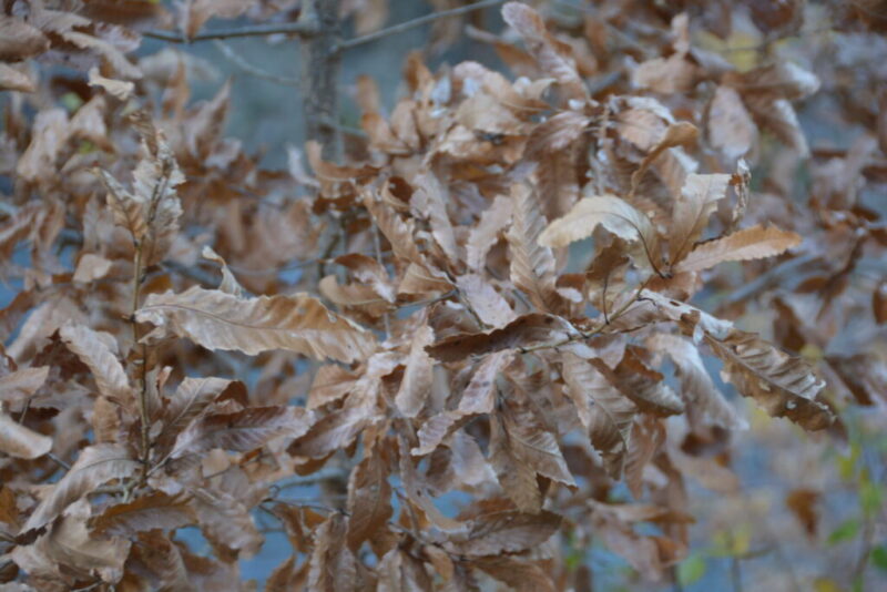 クヌギの樹の枯れ葉（12月）