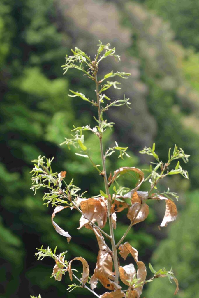 クヌギの樹に残る枯れ葉 山に出かけてecoライフ