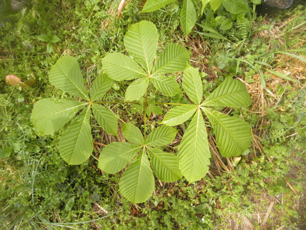 トチノキ(栃の木)の冬芽や春の芽生え