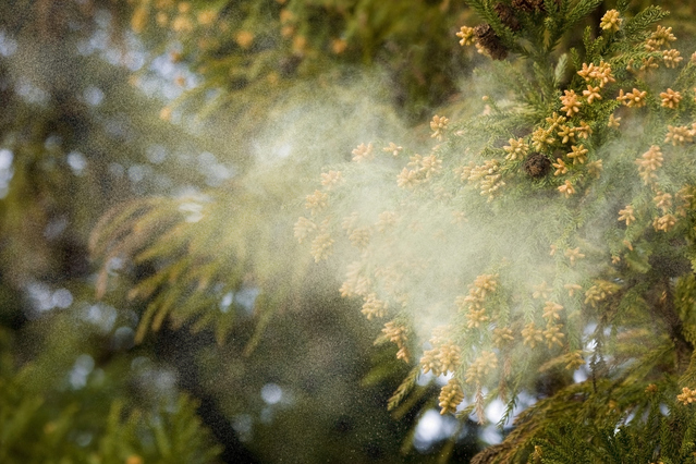 飛散するスギの花粉