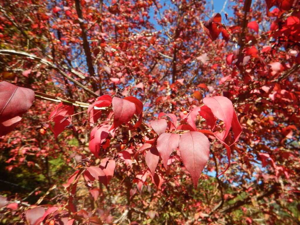 紅葉がきれいなニシキギ 錦木 の冬の姿