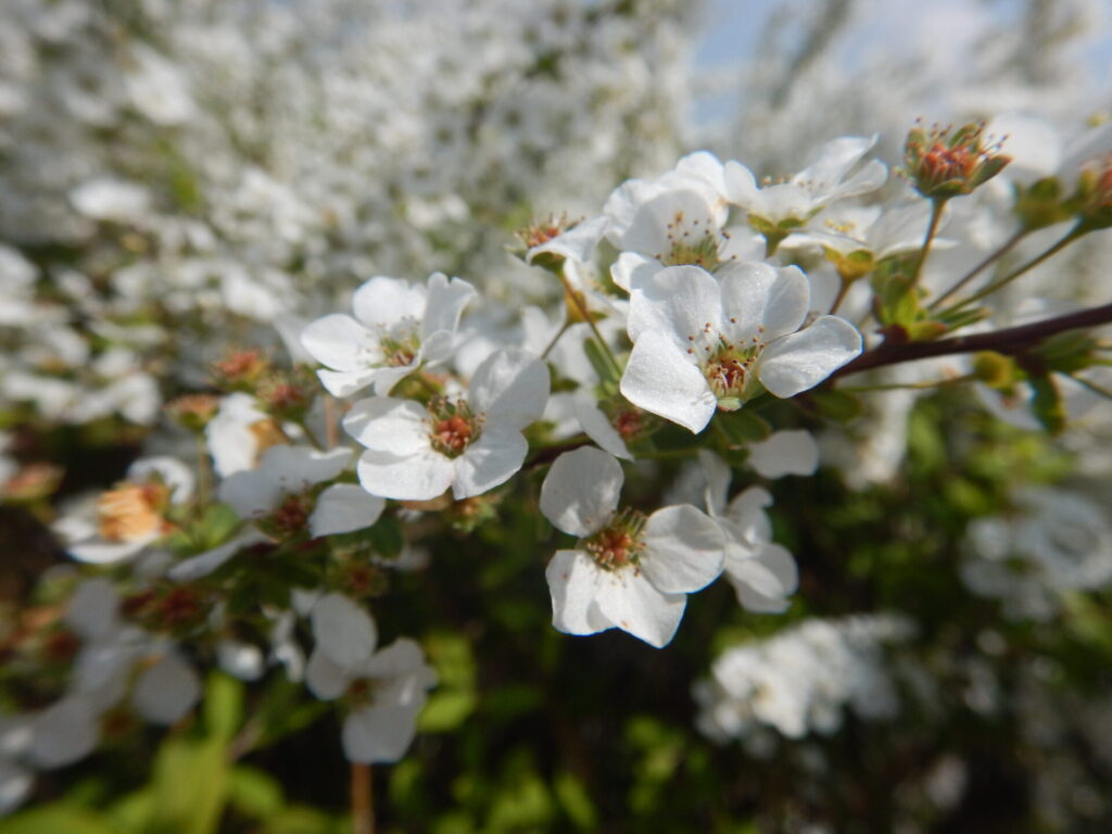 元気よく咲いたユキヤナギ(3月26日)