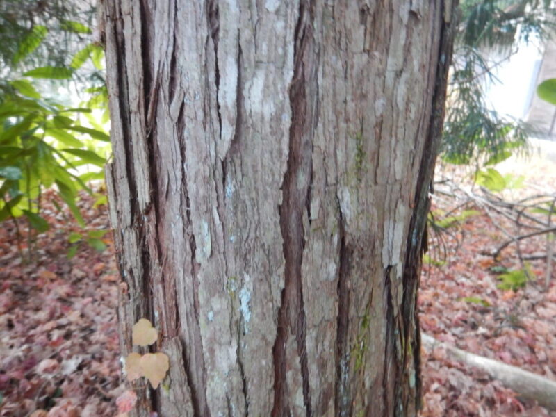 コウヤマキの樹皮