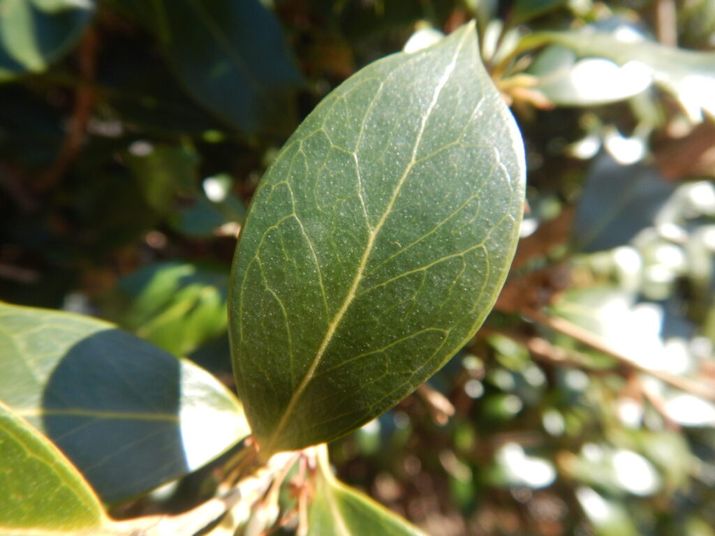 ヒイラギ 柊 疼木 の丸い葉