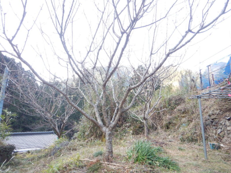 ナンコウウメ（南高梅）の樹