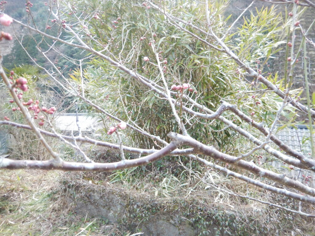 南高梅の枝
