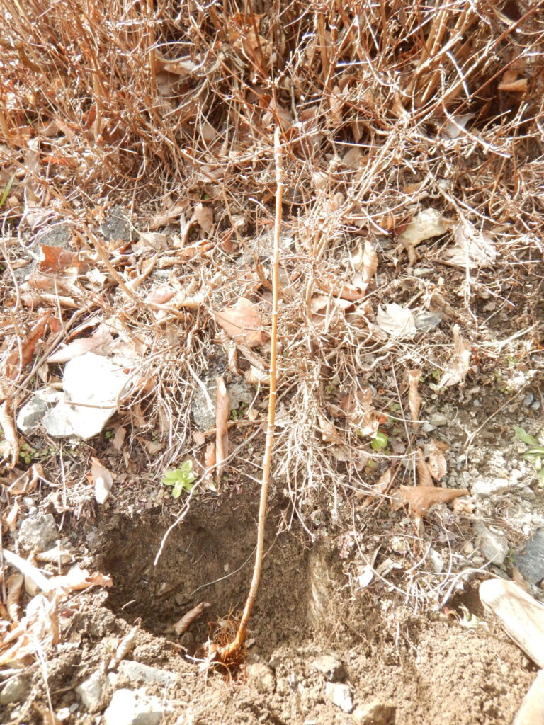 穴を掘って苗を植えます