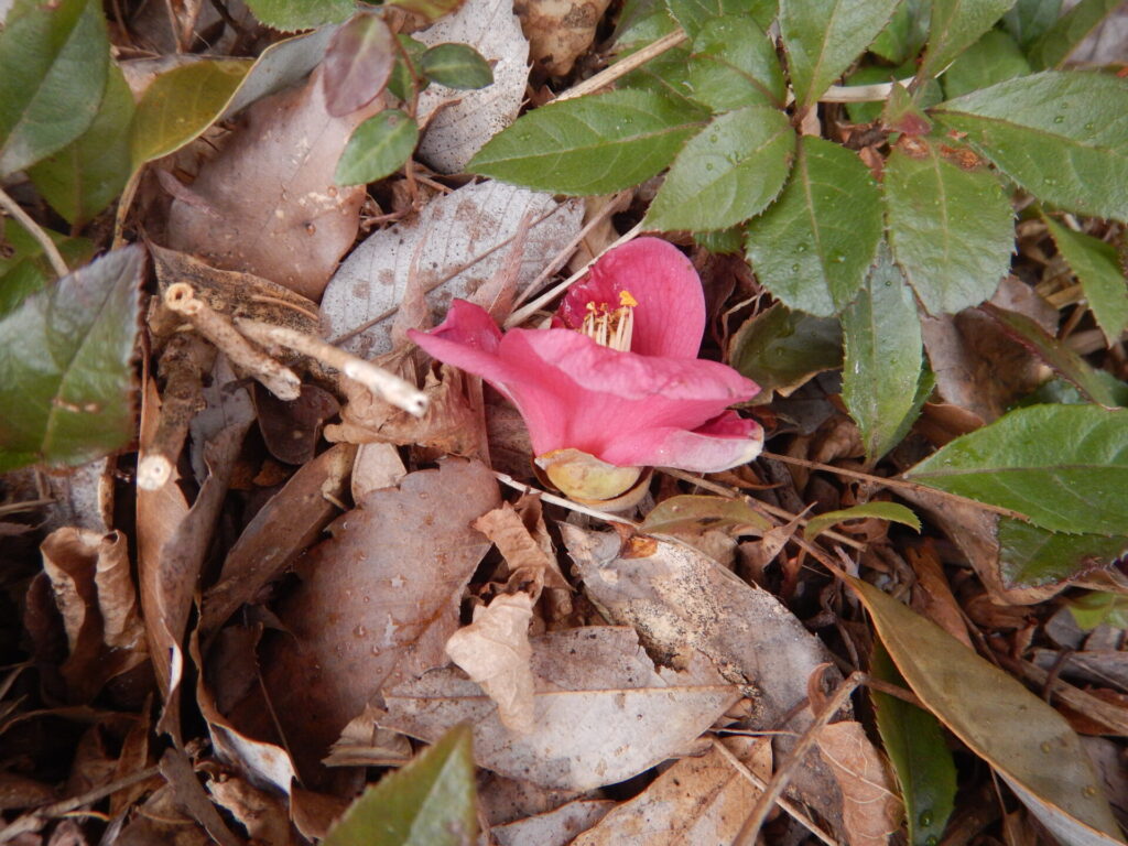 落下したツバキの花