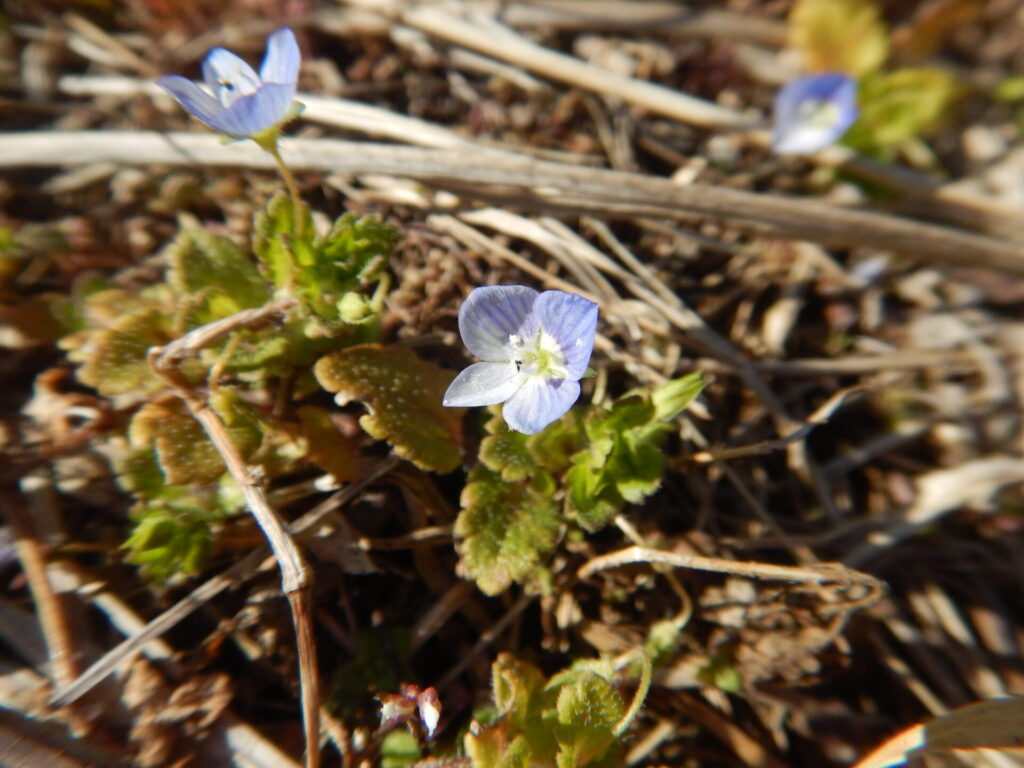 オオイヌノフグリの花