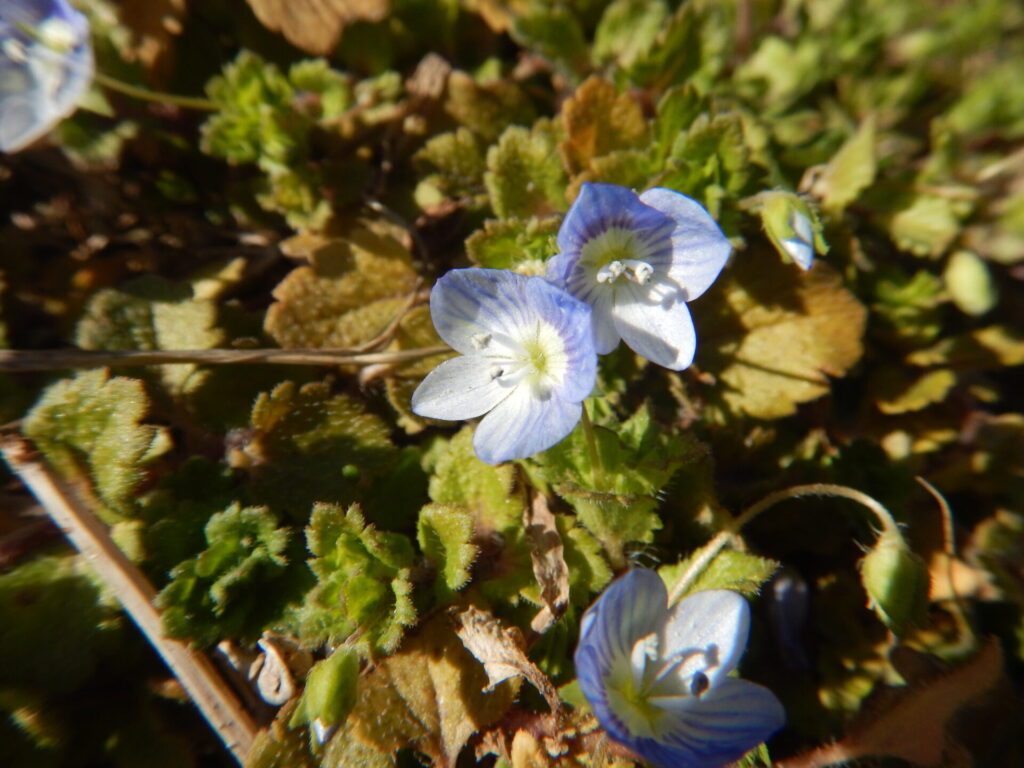 オオイヌノフグリの花と葉