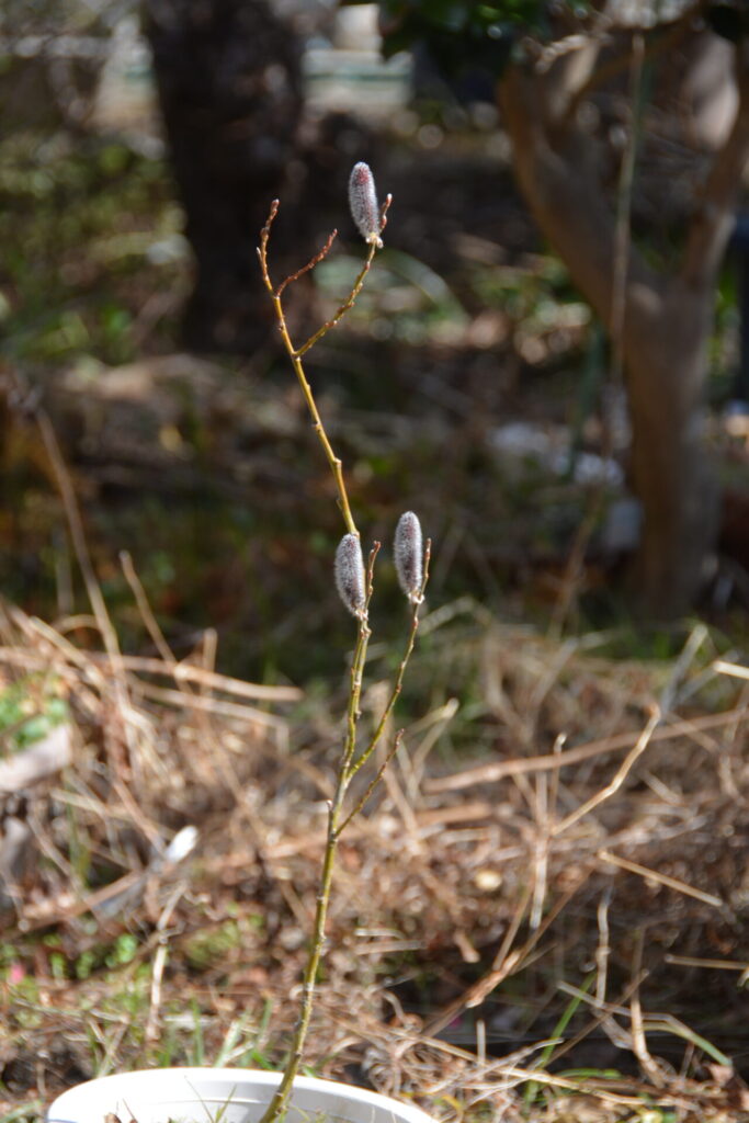 鉢植えのネコヤナギ