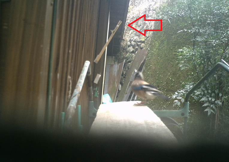 イワシを食べた野鳥
