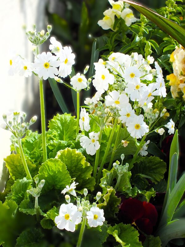 白いサクラソウ