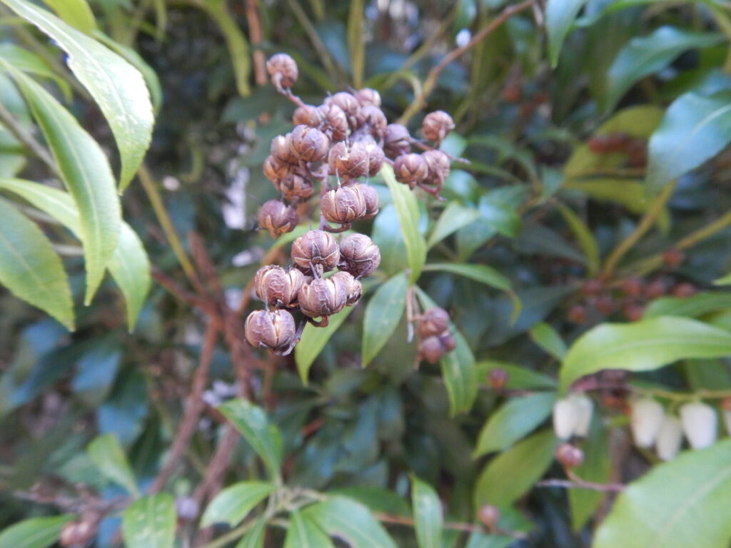 アセビの種