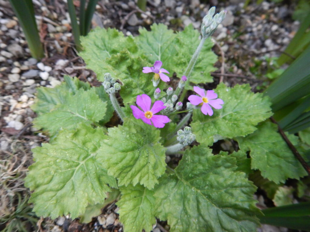 サクラソウの花と葉