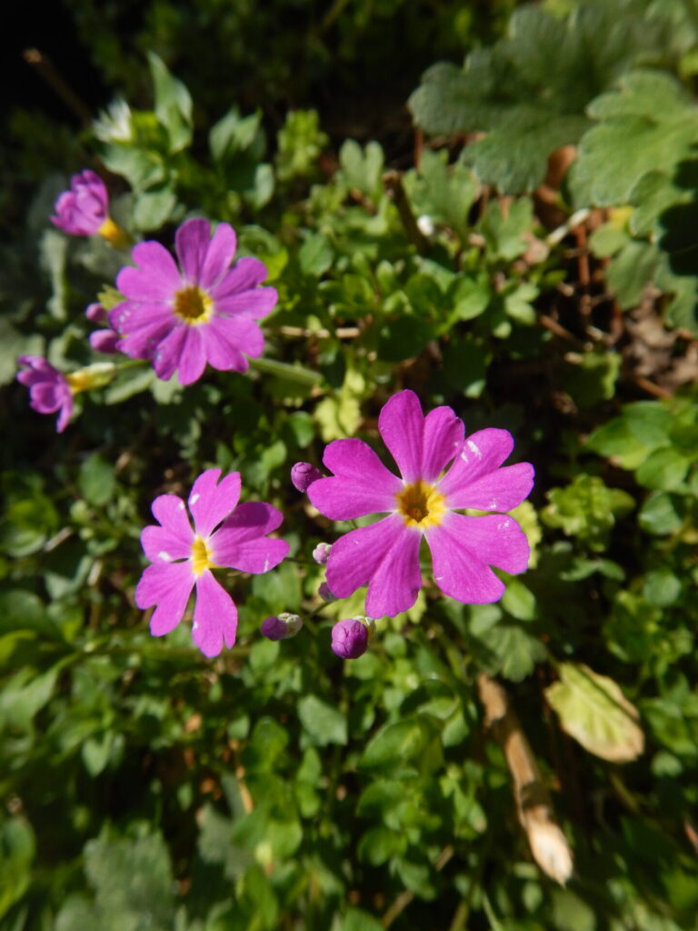 ハート型の花びらのサクラソウ 桜草