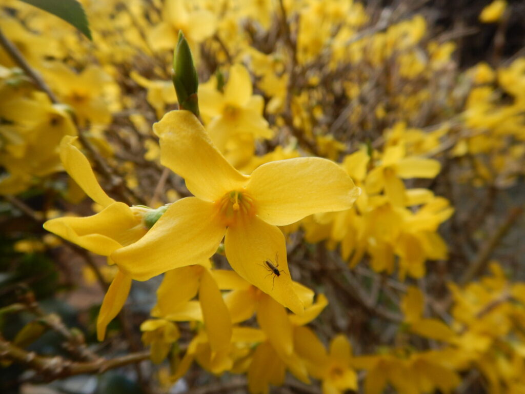 レンギョウの花と虫